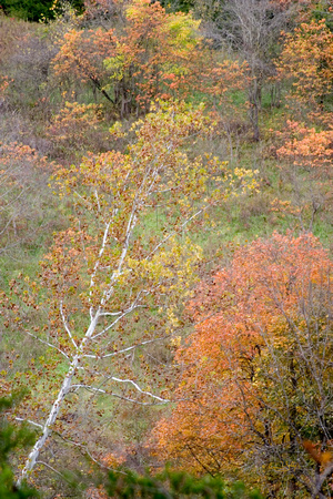 S&S 05 Fall Color in River Bottoms