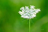 S&S 09 Queen Anne's Lace