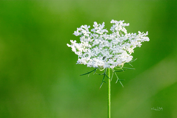 S&S 09 Queen Anne's Lace