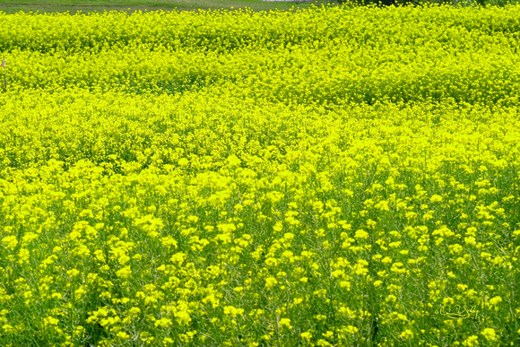 B&C 08 Field of Flowers