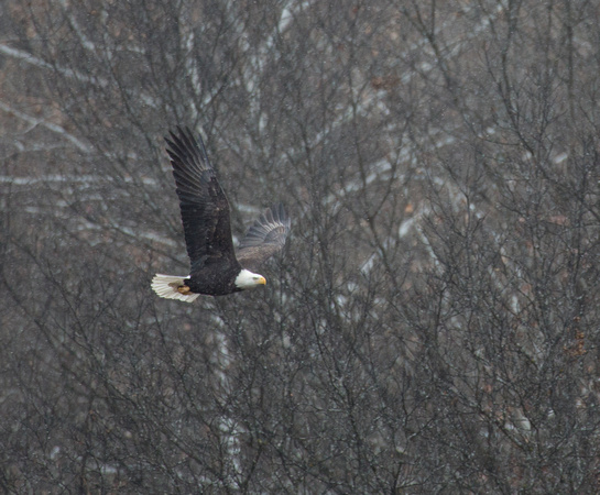 Cedar Creek Eagle CE01