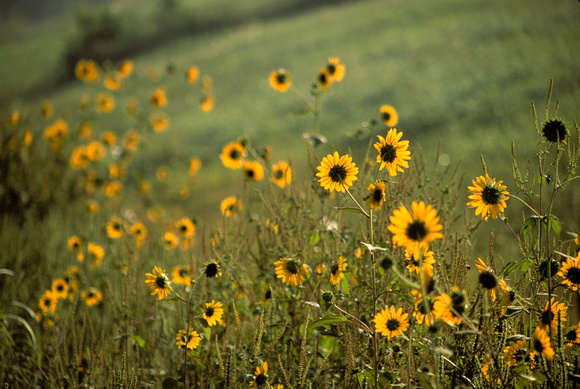 AA06 Mid-Missouri Sunflowers