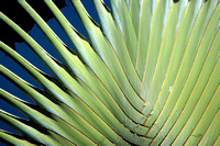 B&C 03 Maui Fan Palm